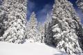 Schlielich bricht die Sonne vollends durch und lt den tiefverschneiten Winterwald im schnsten Licht erstrahlen.