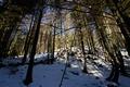 Im sdseitigen Wald war die Schneedecke nur mehr sehr dnn, so dass wir unsere Schneeschuhe vorerst noch am Rucksack belassen konnten.