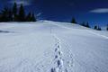 Unsere Spuren: Sammy, AlpenYeti und Nico (v.l.n.r.).