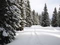 Nach etwa 2 Stunden Wanderzeit werden die Hunde merkbar langsamer und sie berlassen mir das Spuren. Da kommt es uns gerade recht, dass auch von der Viehbergalm bis zum Miesboden noch eine ltere Schneeschuhspur am Forstweg erkennbar ist und uns das Spuren erleichtert.