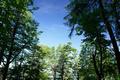 Im Wald ...