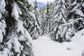Frisch eingeschneit prsentiert sich der Wald nach den nchtlichen bzw. gestrigen Schneefllen.