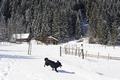 Sammy tollt umher, whrend im Hintergrund ein Schiwanderer mit seinen Langlaufschi zum Duisitzkarsee aufsteigt.