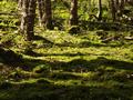 ber einen Waldsteig ...