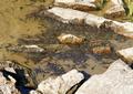 ... und schlielich Massenansammlungen, die bei unserem Nherkommen das Wasser am Uferrand zum Sprudeln und Brodeln bringen.