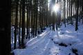 ... und durch den Wald zurck ...