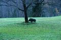 Bei einem Bauernhof gibt es neben Hochlandrindern auch ein ... Wildschwein ???
