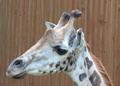 Neugierig nimmt eine Giraffe die ...