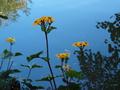 ... Blumen.