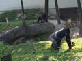 ... denn schon bald gelangen wir �ber die liebevoll angelegten Schotterwege im Park zum Gorillagehege ...