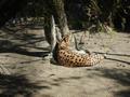 Auch dieser Serval l��t sich nicht aus der Ruhe bringen und genie�t die w�rmende Morgensonne.
