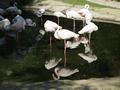 Einbeinige Flamingos beim Fu�bad