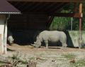 Nashorn ...