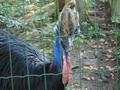 ... sowie Vogel mit Horn �ber der Nase.
