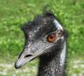 Blaukahlk�pfig