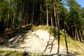 Meine heutige Tour auf den Kleinen Gll fhrt ber lange Strecken im Steilwald bergan. Mehrmals werden dabei Forststraen gequert.