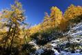 ... in bunter Herbstfarbenpracht an die Waldgrenze ...