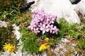 Vorbei an pr�chtigen Alpenblumen ...