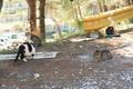 Katzenversammlung: Lagebesprechung oder Katzenjammer?