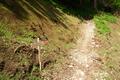 ... verlasse ich die Forststrae wieder und zweige in den Wald hinein ab. Der gut begehbare und lediglich weiter oben kurzzeitig schlammig-morastige Steig fhrt unschwierig bergan.
