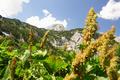 Bei der Wandalm