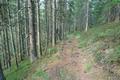 ... und ber Wald- und Forstwege ...