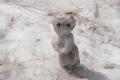 Schneemann im Hochsommer.