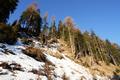 Dort wo die Sonne in den Wald hinein kommt, ist die Schneedecke in tieferen Lagen nur mehr sehr bescheiden.