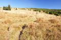 Bald lt man auch die letzten Waldbume hinter sich und ber freie von hohem, braunen Gras bewachsene Almflchen und zwischen Latschengassen erreichen wir ...