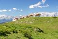 Lange verweilen wir nicht am Haeck-Gipfel (auf einer Wandertafel auch als Haseck bezeichnet). Eine Gruppe von Khen mit kleinen Klbern macht uns mit ihrem Verhalten sehr deutlich, dass sie unsere Anwesenheit nicht gerade schtzen