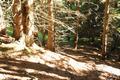 ... und �ber Waldsteige.