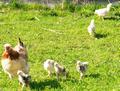 ... whrend sein anderes Schatzerl dem Nachwuchs die Natur erklrt.