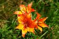... und herrlichen Blumen ...