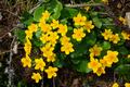 Leuchtende Blumen am feuchten Waldboden