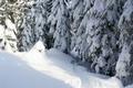 Der Waldweg im untersten Abschnitt drfte hufiger begangen werden - auch von anderen Schneeschuhwanderern