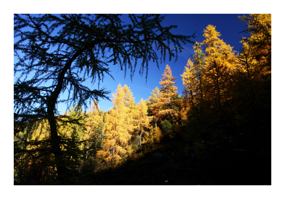 Herbstwald im Sattental