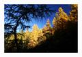 Herbstwald im Sattental
