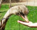 Küss die Hand, gnädige Frau