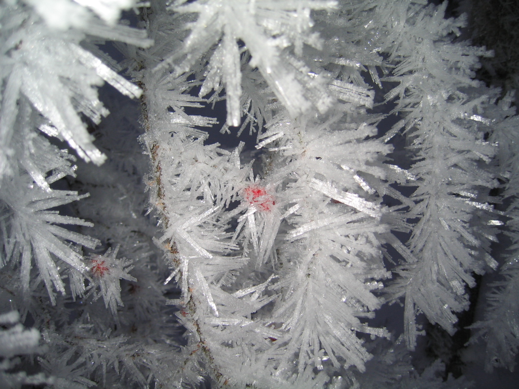 Rauhreif im Rohrmooser Obertal