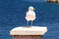 Pflanzen und Tiere auf Losinj
