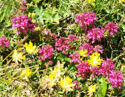 Blumenreiche Natureindrücke