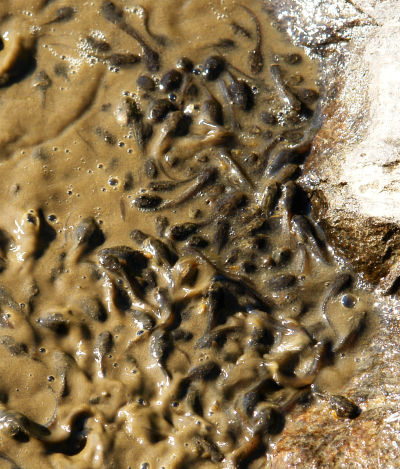 Unmengen riesiger Kaulquappen bringen das Wasser zum Brodeln