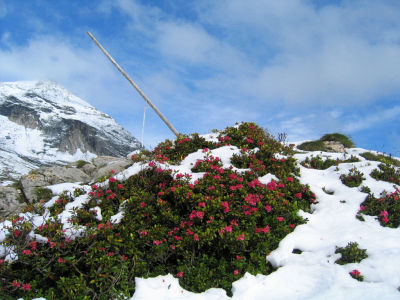 Almrausch und Schnee bei der Steirischen Kalkspitze