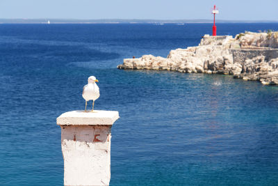 Möwe in Veli Losinj