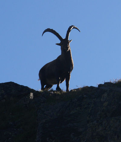 Ein Steinbock stellt sich in den Weg