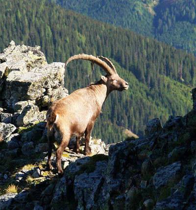 Imposante, majestätische Tiere