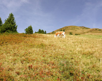 Aufstieg vom Bärensulsattel zum Griesmoarkogel