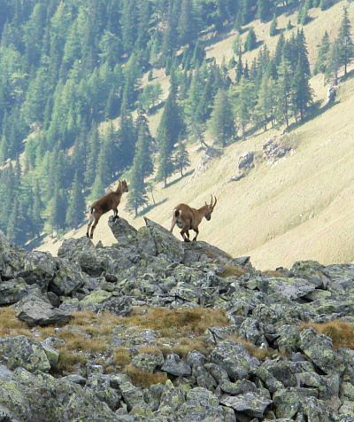 Neugierige Gämse oder Steinböcke ? am Maierangerkogel