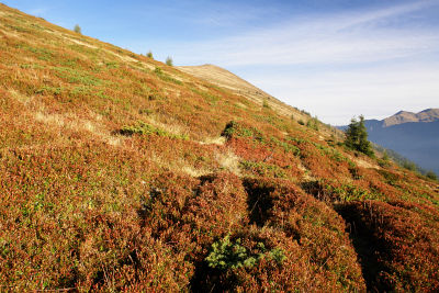 Über herbstlich gefärbte Wiesen zum Roßalmspitz