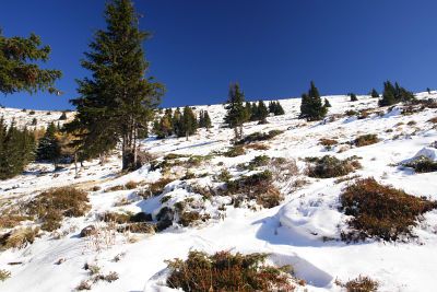 Von der Waldgrenze zum Verbindungskamm zwischen Schleifkogel und Schleifeck